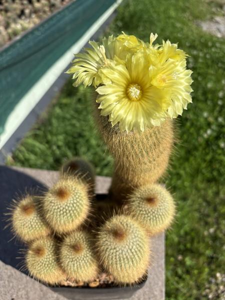 Notocactus leninghausii